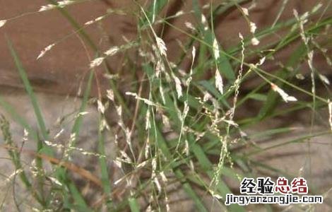 画眉草的功效与作用