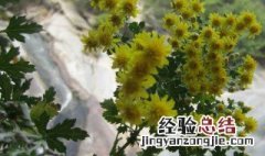 蒜茸菊花菜 蒜茸野菊花怎么做
