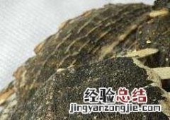 鳖甲怎么吃 鳖甲怎么吃最补