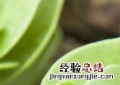 多肉植物金钱木怎么繁殖 多肉植物金钱木怎么养