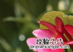 百日红图片 百日红图片大全