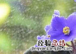 非洲紫罗兰怎么养 非洲紫罗兰怎么养开花