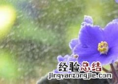 非洲紫罗兰怎么养 非洲紫罗兰怎么养开花