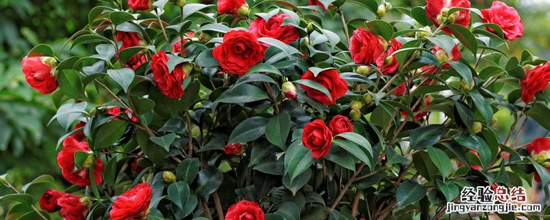 茶花可以施复合肥吗? 茶花可以施复合肥吗