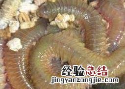 沙蚕的功效与作用 沙蚕的功效与作用禁忌