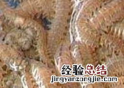 沙蚕的功效与作用 沙蚕的功效与作用禁忌