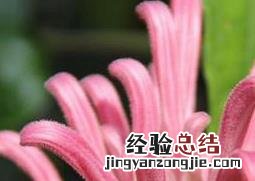 珊瑚花图片大全做菜 珊瑚花图片