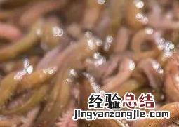 干沙蚕怎么食用最好 干沙蚕怎么食用