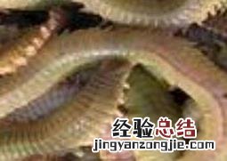干沙蚕怎么食用最好 干沙蚕怎么食用