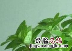 美国薄荷的种植方法 美国薄荷的种植方法和技术