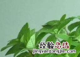 美国薄荷的种植方法 美国薄荷的种植方法和技术