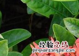 龙船花的养殖方法 龙船花的种植方法