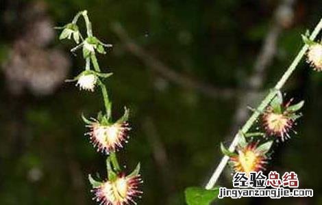 中药鹤虱的功效与作用 鹤虱的功效与作用