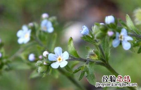 中药鹤虱的功效与作用 鹤虱的功效与作用