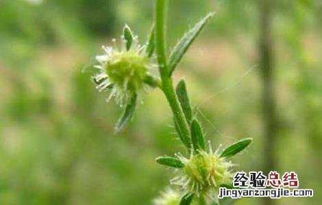 中药鹤虱的功效与作用 鹤虱的功效与作用