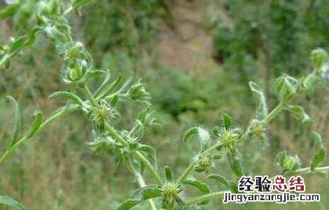 中药鹤虱的功效与作用 鹤虱的功效与作用
