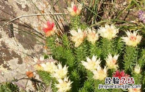 红景天有什么副作用 红景天的副作用注意这四点