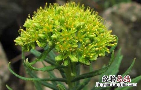 红景天有什么副作用 红景天的副作用注意这四点