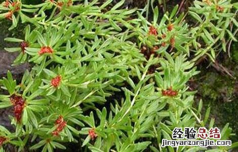 红景天有什么副作用 红景天的副作用注意这四点