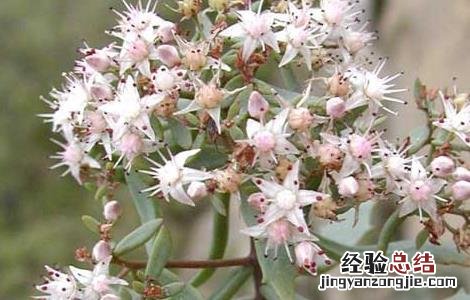 红景天有什么副作用 红景天的副作用注意这四点