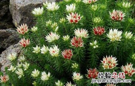 红景天有什么副作用 红景天的副作用注意这四点