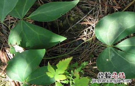 红藤的功效与作用 红藤的功效与作用红藤的使用禁忌