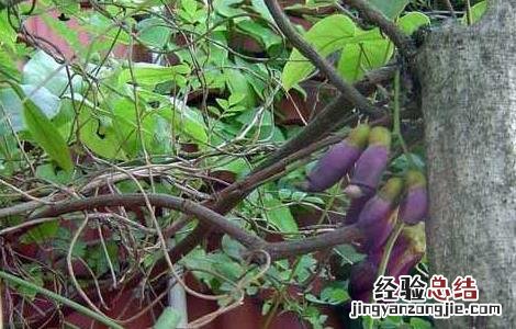 红藤的功效与作用 红藤的功效与作用红藤的使用禁忌
