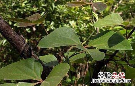 红藤的功效与作用 红藤的功效与作用红藤的使用禁忌
