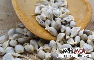 桔子籽泡水喝有什么功效 桔子籽粉冲水喝的功效与作用