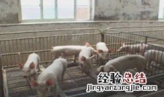 猪屠宰场下脚料可以当肥料吗? 猪下脚料加工饲料油