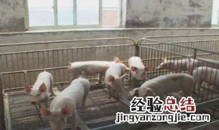 猪屠宰场下脚料可以当肥料吗? 猪下脚料加工饲料油