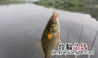 千里香饵料和什么搭配好 千里香饵料和什么搭配好用