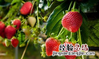 草莓苗一亩地栽多少棵 草莓苗一亩地种多少棵