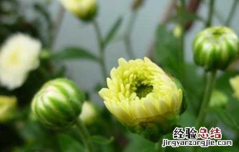 杭菊花的功效与作用 杭菊花的功效与作用及禁忌症