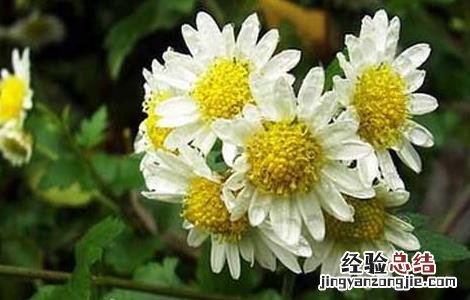 杭菊花的功效与作用 杭菊花的功效与作用及禁忌症