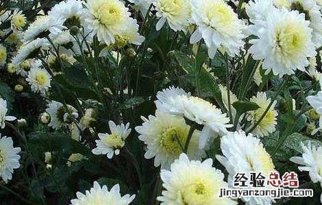 杭菊花的功效与作用 杭菊花的功效与作用及禁忌症