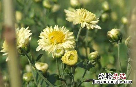 杭菊花的功效与作用 杭菊花的功效与作用及禁忌症