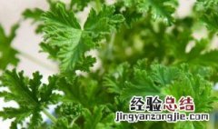 驱蚊草对人体有害吗 驱蚊草对人有害吗?驱蚊草怎么养?