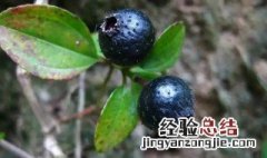 地菍果有什么功效 地菍果功效和作用