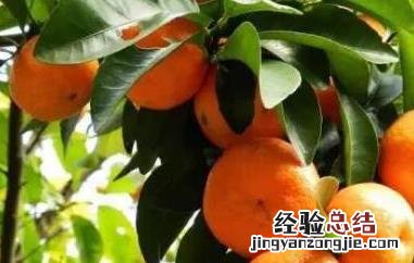 柑橘修剪六大忌 柑橘修剪六大忌视频