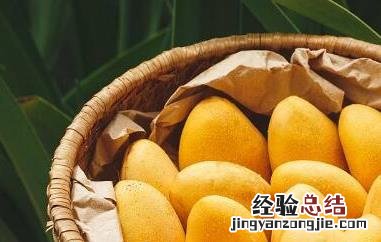 吃芒果的7大禁忌未熟的芒果怎样放才能熟 吃芒果的7大禁忌