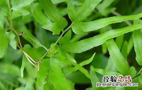 海金沙的功效与作用 海金沙的功效与作用的功能与主治与用量