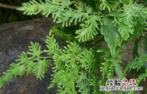 海金沙的功效与作用 海金沙的功效与作用的功能与主治与用量