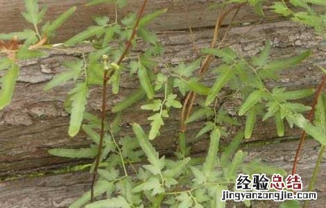 海金沙的功效与作用 海金沙的功效与作用的功能与主治与用量