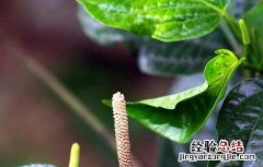 海风藤的功效与作用及禁忌症 海风藤的功效与作用