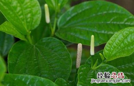 海风藤的功效与作用及禁忌症 海风藤的功效与作用