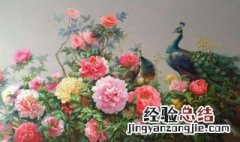 油画牡丹的养护和管理 油画牡丹的养护