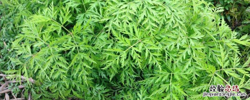 川芎的生长环境 川芎的栽培