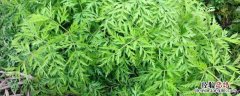 川芎是什么 川芎是什么药