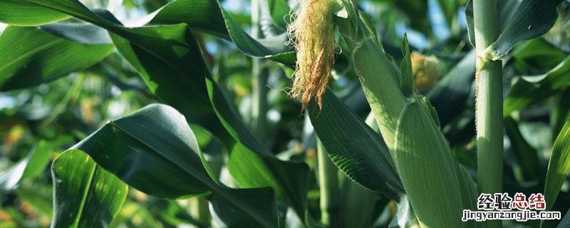 科瑞981玉米种子多少钱一袋 科瑞981玉米种子介绍